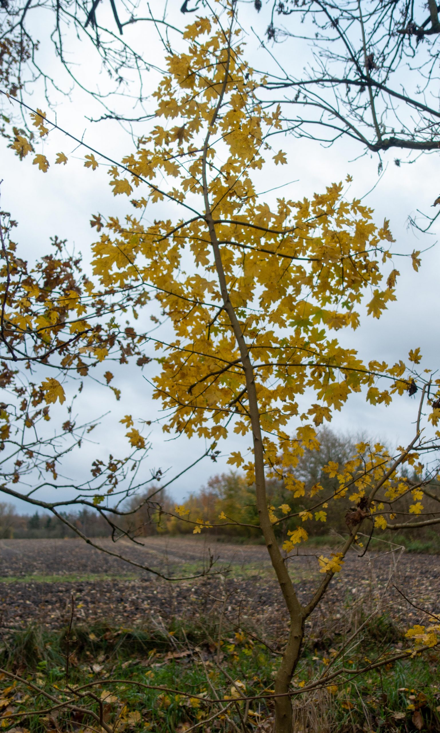 Herbst. Baum mit goldenem Laub