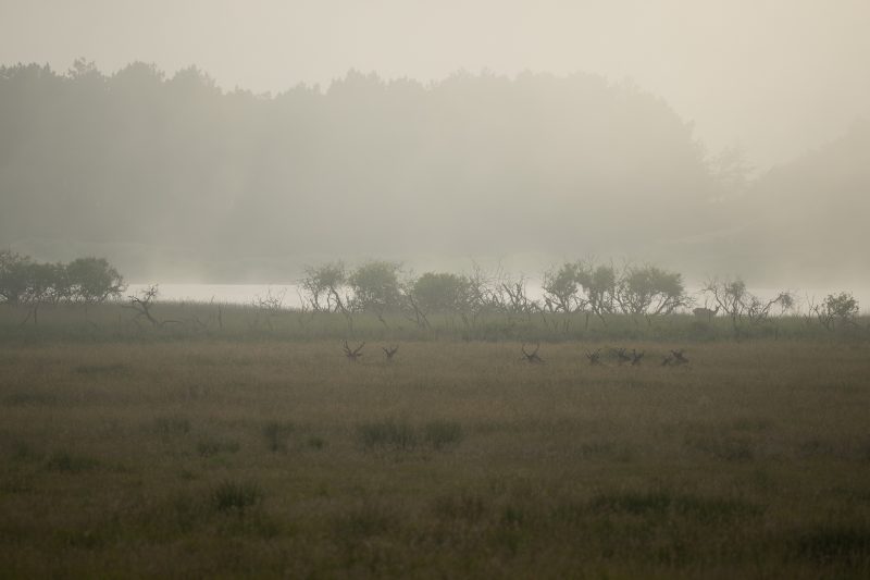 Hirsche im Morgennebel