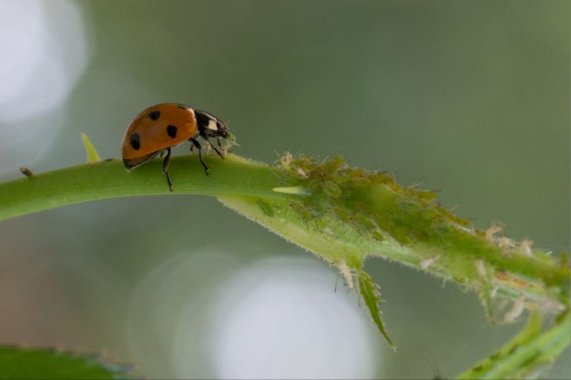 Marienkäfer und Blattläuse