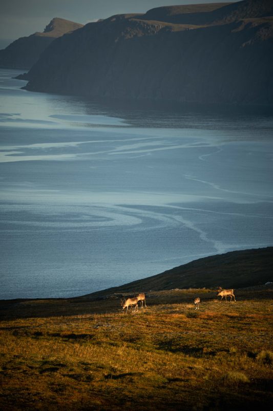 Rentiere am Tufjorden