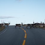 Skandinavien im Herbst 2025 - Teil 2 Reinflytting, Skandinavien im Herbst 2025.