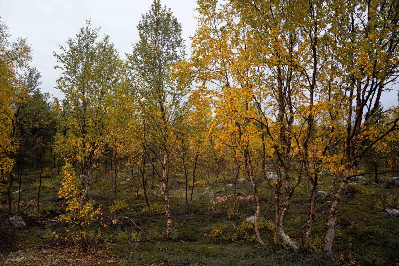 Herbst in Finnland