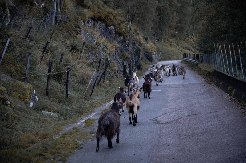 Die Ziegen am Åkrafjord