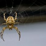 Die Welt im Kleinen: Dein Guide für den Einstieg in die Makrofotografie Makrofotografie Kreuzspinne