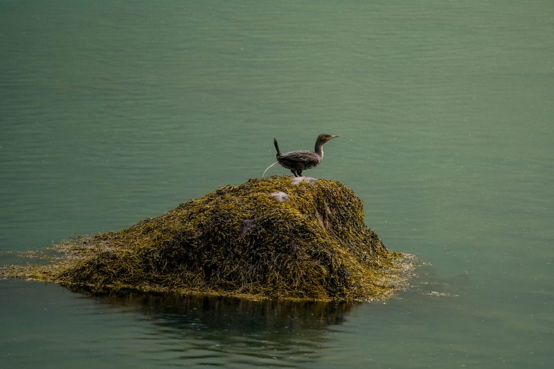 Kormoran