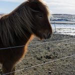 Islandpferd