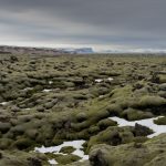 Moos auf Lavagestein