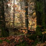 Herbstwald, die Sonnenstrahlen erreichen den Waldboden