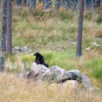 Vielfraß, Orsa Dyrepark