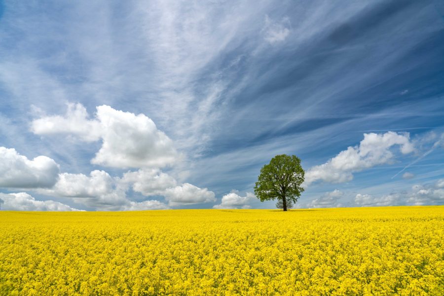 Baum im Rapsfeld