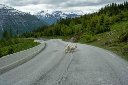 Und immer wieder ...