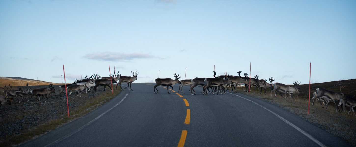 Reinflytting, Skandinavien im Herbst 2025.