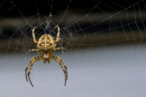 Makrofotografie Kreuzspinne